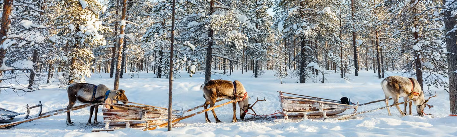 Reindeer harnessed to wooden sleds in a snowy forest with sunlight filtering through the trees.